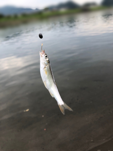 ウグイの釣果