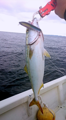 イナダの釣果