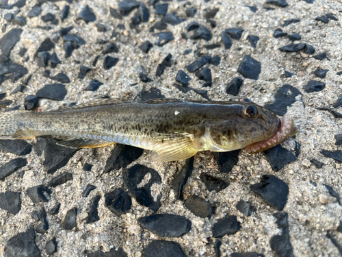 ハゼの釣果