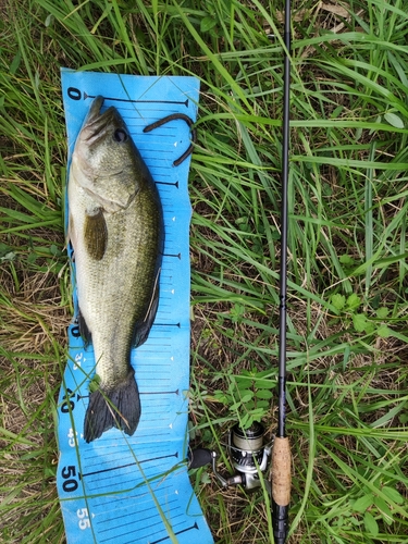 ラージマウスバスの釣果