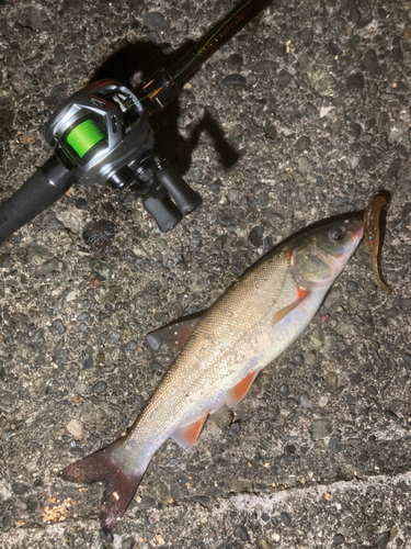 ウグイの釣果