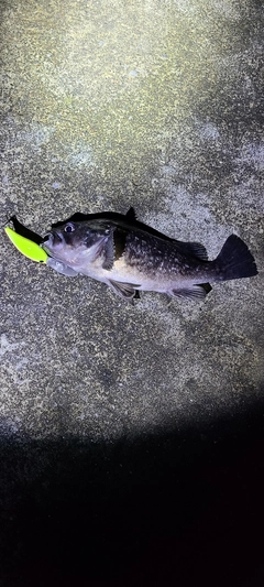 クロソイの釣果