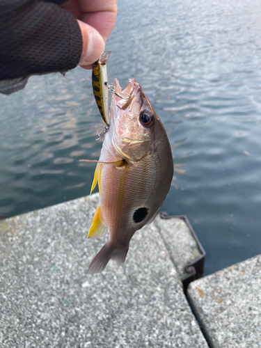 クロホシフエダイの釣果