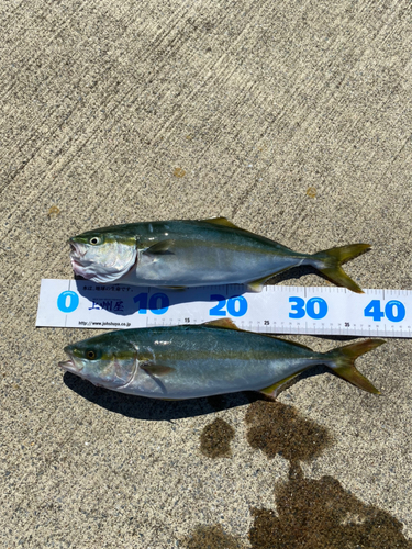 イナダの釣果