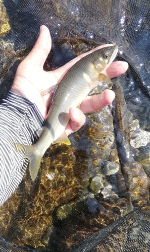 アユの釣果