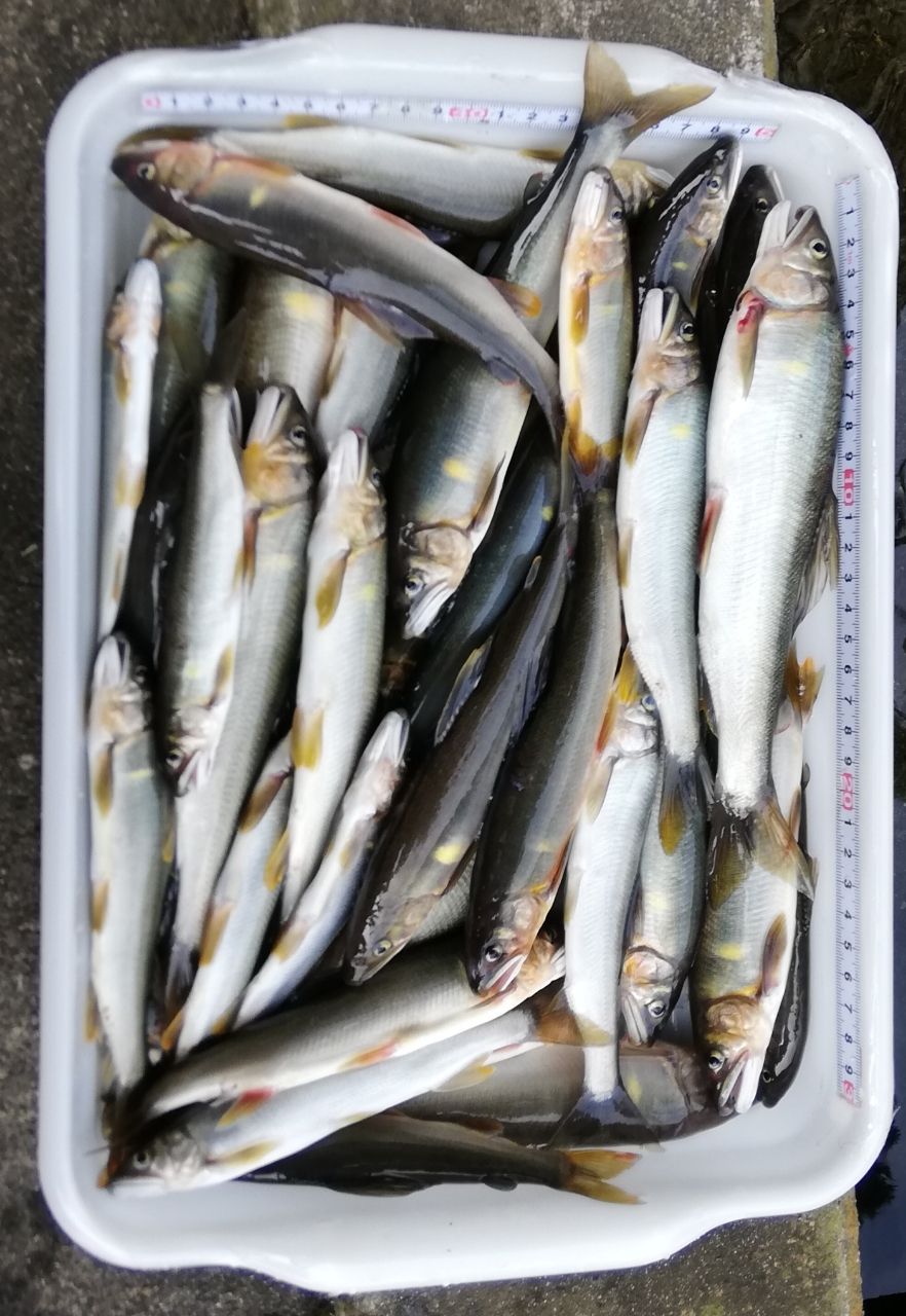 アユ