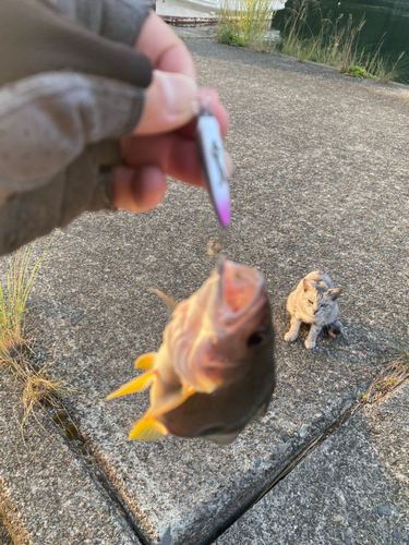 クロホシフエダイの釣果