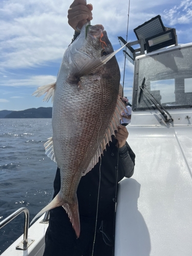 マダイの釣果