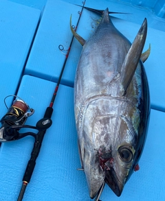 キハダマグロの釣果