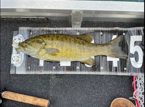 スモールマウスバスの釣果