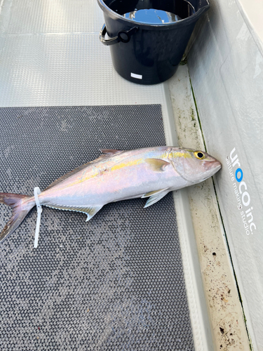 カンパチの釣果