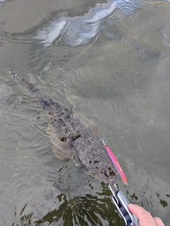 マゴチの釣果