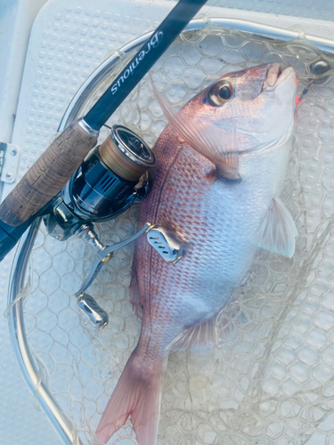 タイの釣果