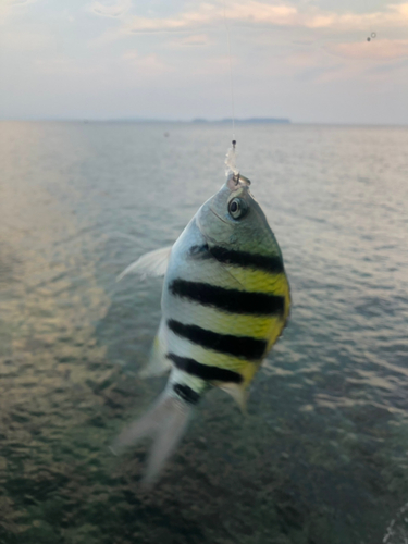 オヤビッチャの釣果