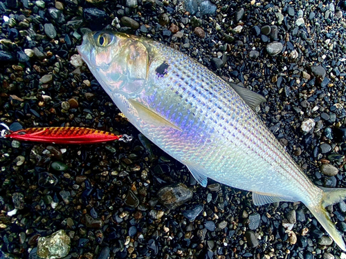 コノシロの釣果