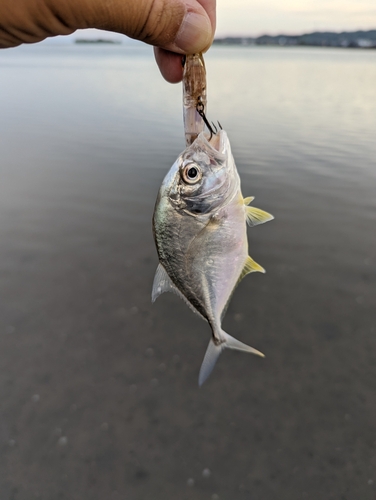 メッキの釣果