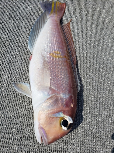 アマダイの釣果