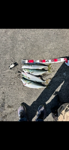 ハマチの釣果