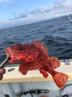 イズカサゴの釣果