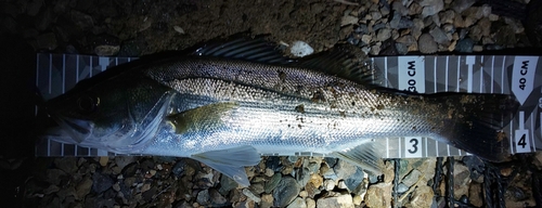 シーバスの釣果