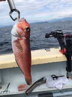 アマダイの釣果