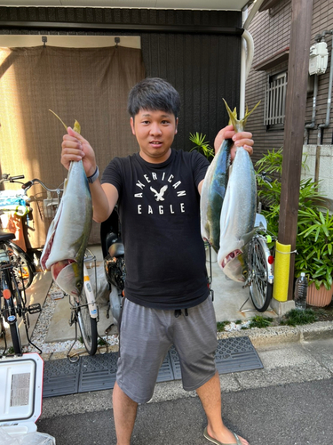 ハマチの釣果