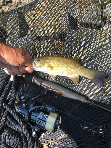 スモールマウスバスの釣果