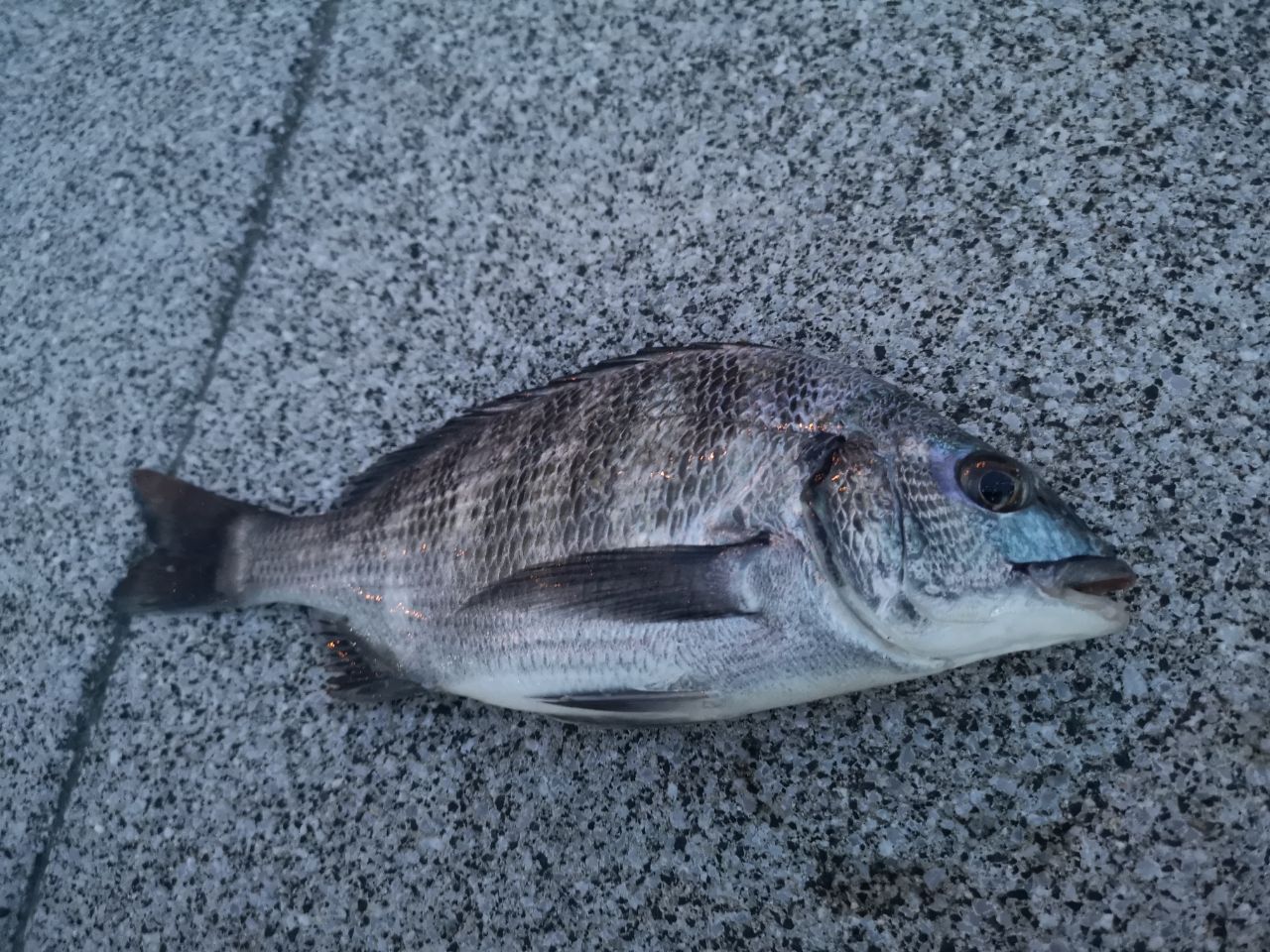 チヌ
