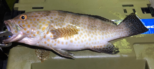 オオモンハタの釣果