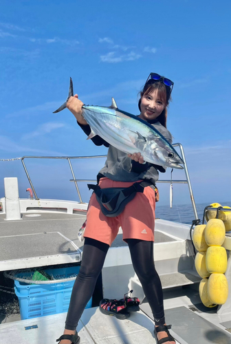 カツオの釣果