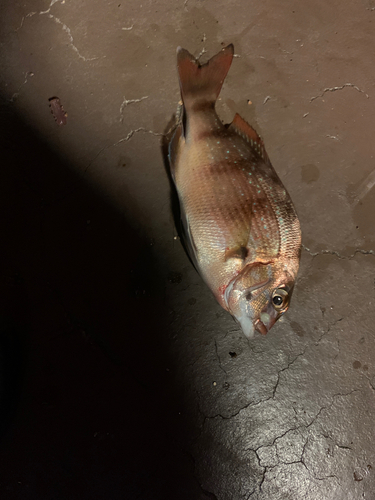 タイの釣果