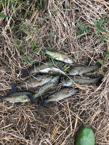 スモールマウスバスの釣果