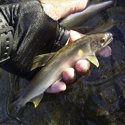 アユの釣果