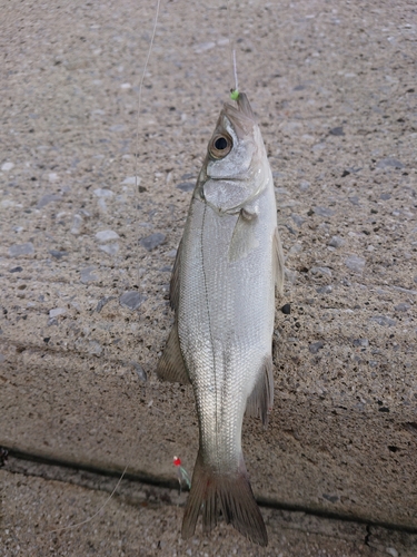 セイゴ（ヒラスズキ）の釣果