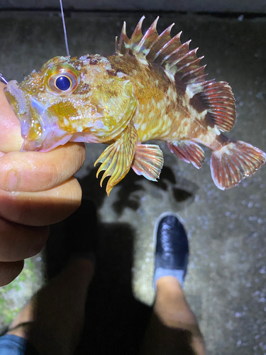 カサゴの釣果