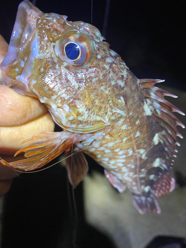 カサゴの釣果