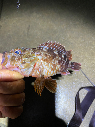 カサゴの釣果