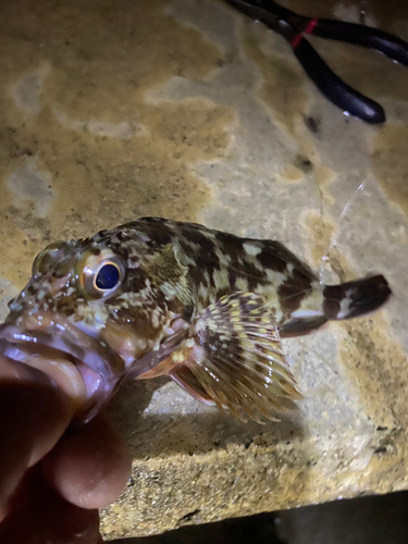 カサゴの釣果