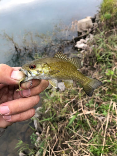 スモールマウスバスの釣果