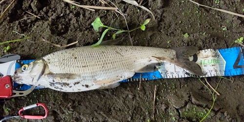 ワタカの釣果