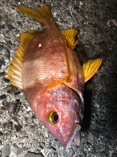 シブダイの釣果