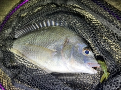 キビレの釣果