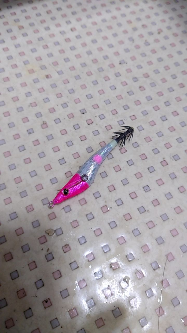 ケンサキイカ