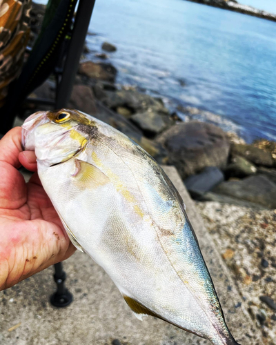 ショゴの釣果