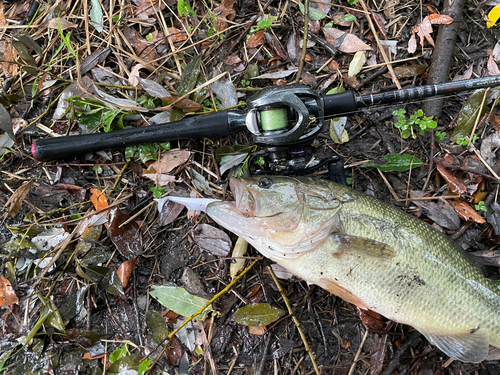 ラージマウスバスの釣果