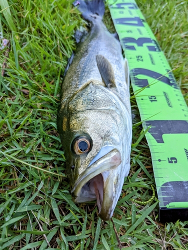 スズキの釣果