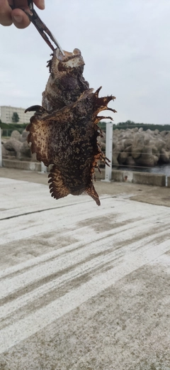 オニオコゼの釣果