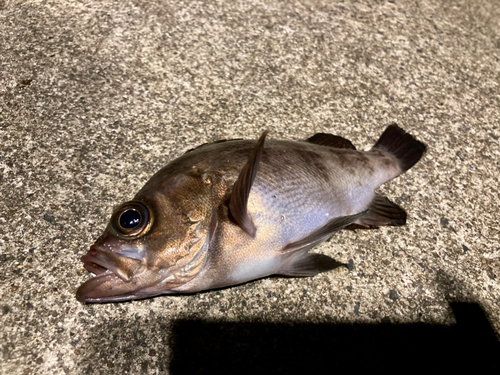 アオメバルの釣果