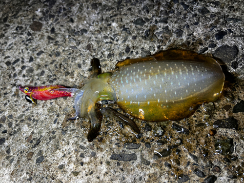 アオリイカの釣果