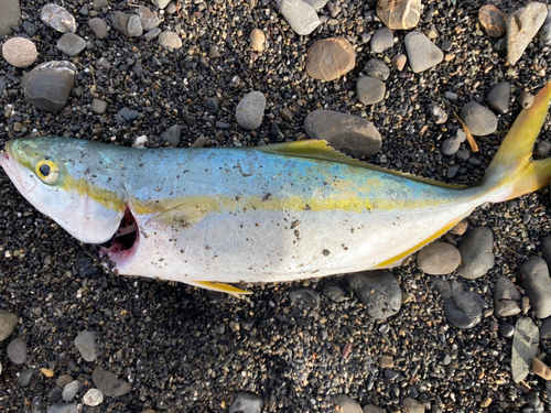 ワカナゴの釣果